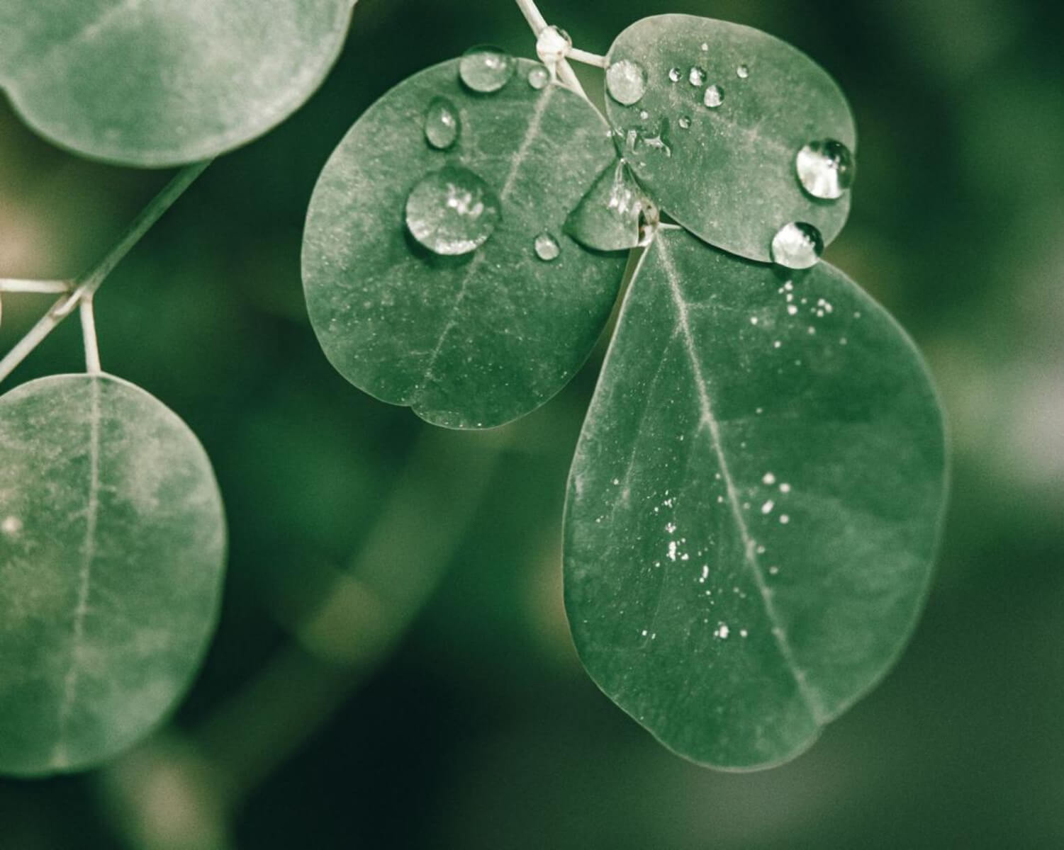 Moringa Leaves
