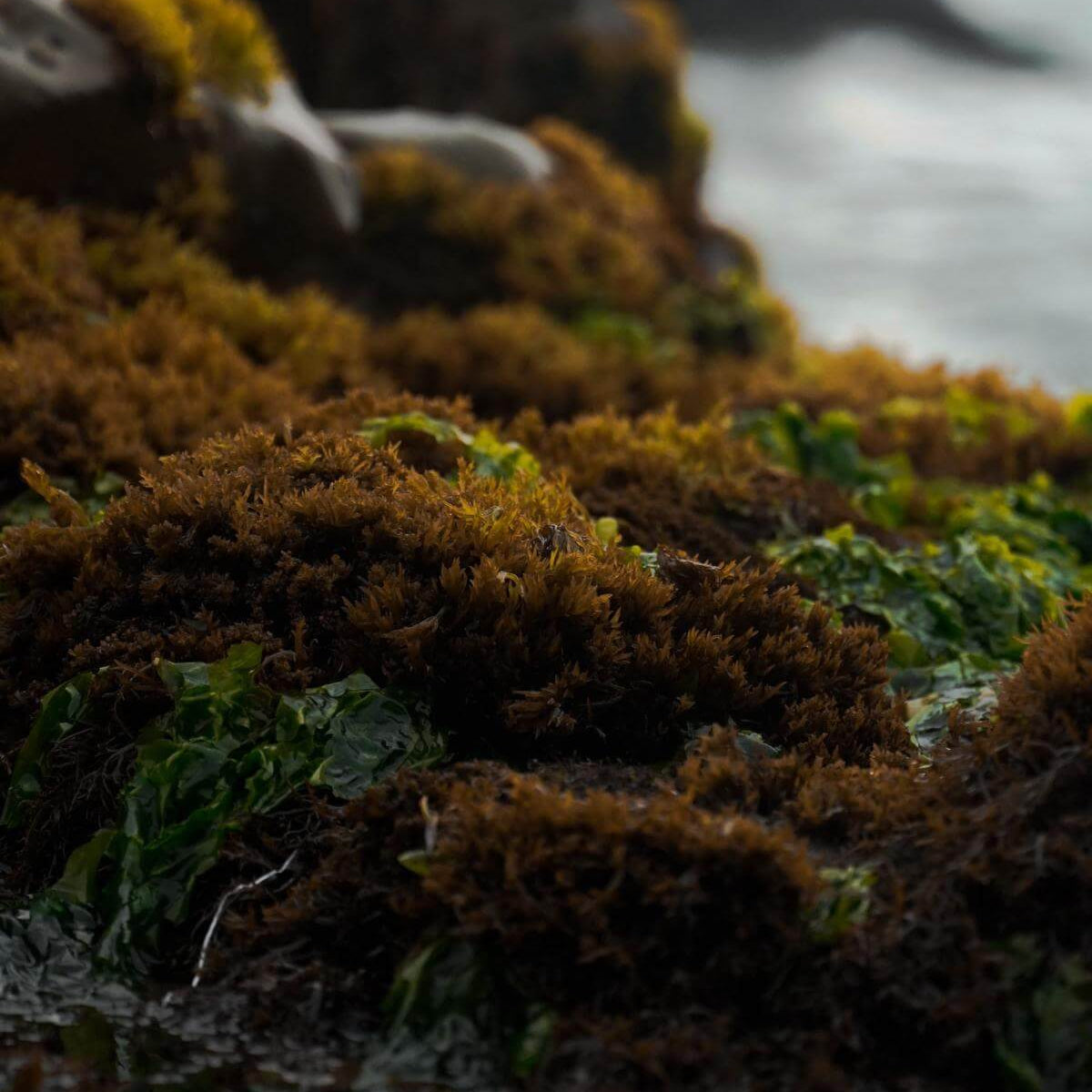 Sea Moss plant by the coast